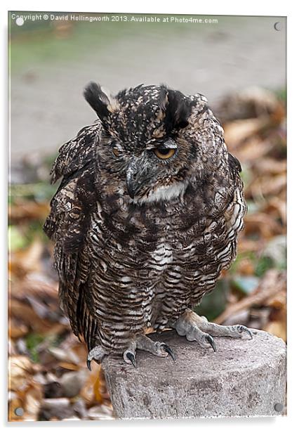 Long Eared Owl Acrylic by David Hollingworth