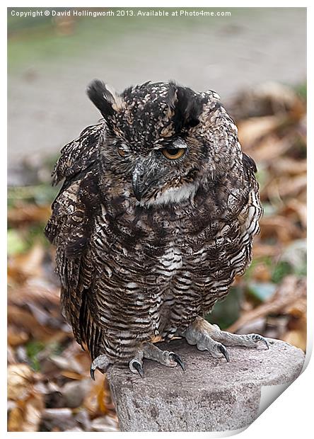 Long Eared Owl Print by David Hollingworth