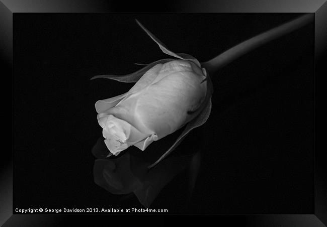 Rose in Black & White Framed Print by George Davidson