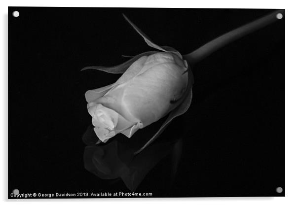 Rose in Black & White Acrylic by George Davidson