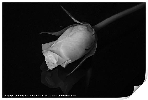 Rose in Black & White Print by George Davidson