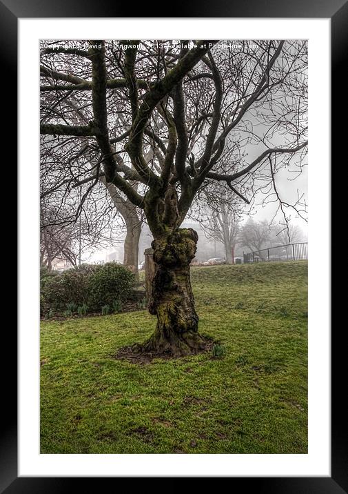 Hogwort Tree Framed Mounted Print by David Hollingworth