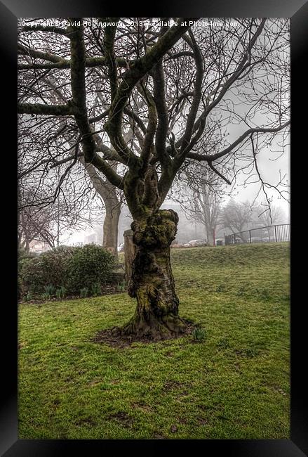 Hogwort Tree Framed Print by David Hollingworth