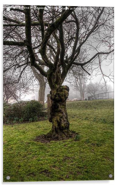 Hogwort Tree Acrylic by David Hollingworth