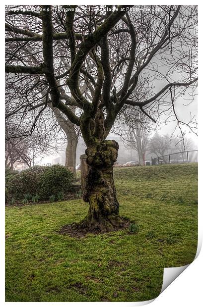 Hogwort Tree Print by David Hollingworth