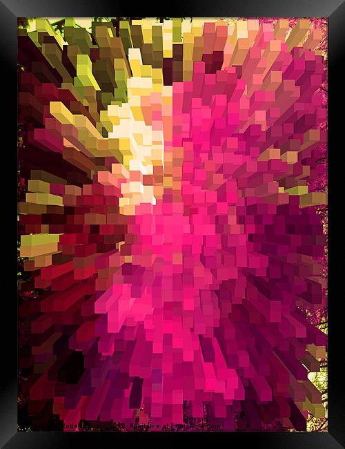 A blast of colour Framed Print by Robert Gipson