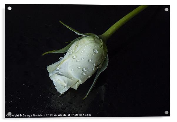 Dark Rose Acrylic by George Davidson