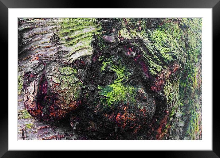 Tree Faces Framed Mounted Print by David Hollingworth