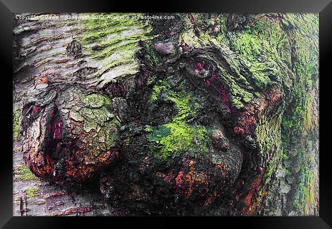 Tree Faces Framed Print by David Hollingworth
