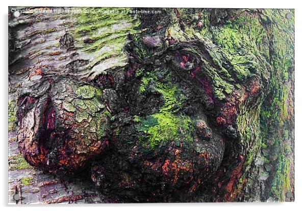 Tree Faces Acrylic by David Hollingworth
