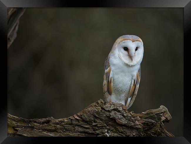 Barn Owl Framed Print by Jenny Philcox