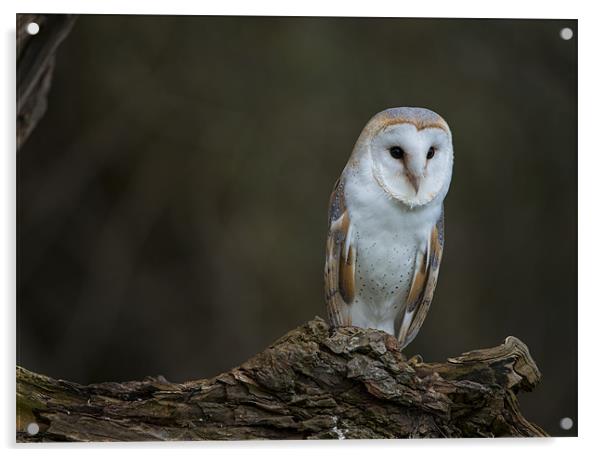 Barn Owl Acrylic by Jenny Philcox