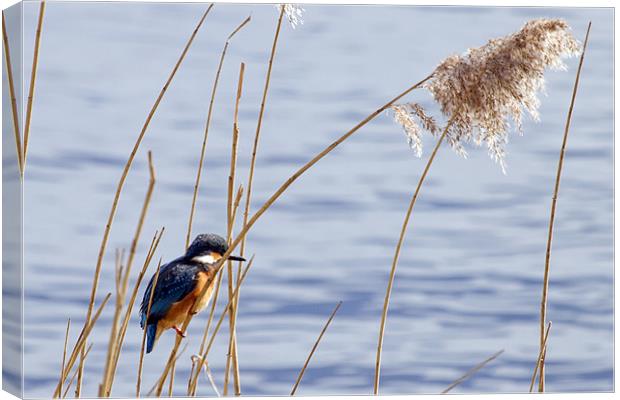 Kingfisher in reeds Canvas Print by Bill Simpson