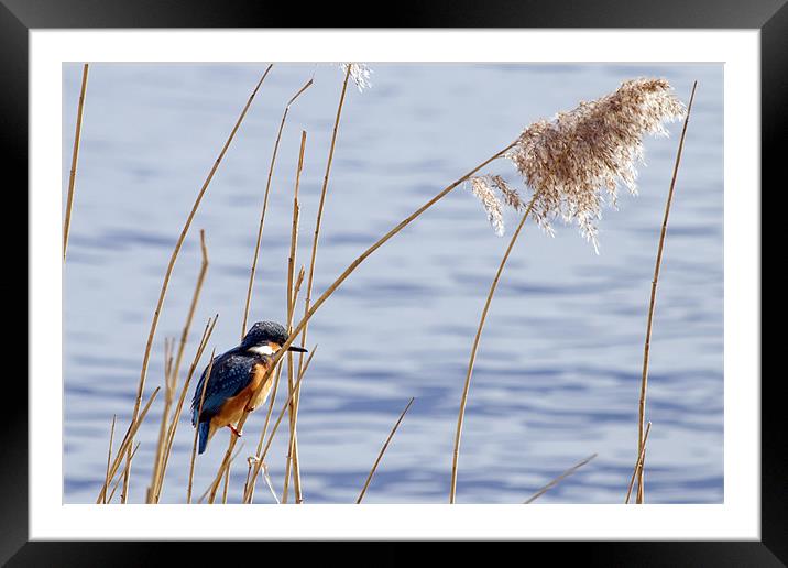 Kingfisher in reeds Framed Mounted Print by Bill Simpson