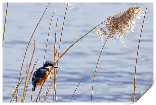 Kingfisher in reeds Print by Bill Simpson