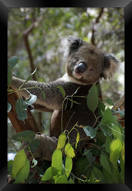 Is This The Pose You Wanted? Framed Print by Graham Palmer