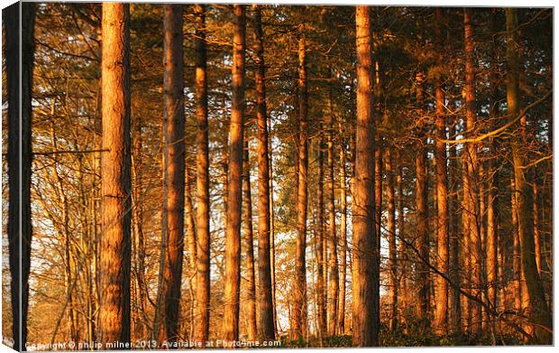 Sunrise Through The Forest Canvas Print by philip milner