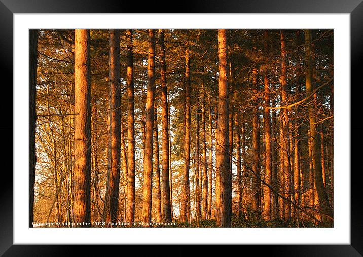 Sunrise Through The Forest Framed Mounted Print by philip milner
