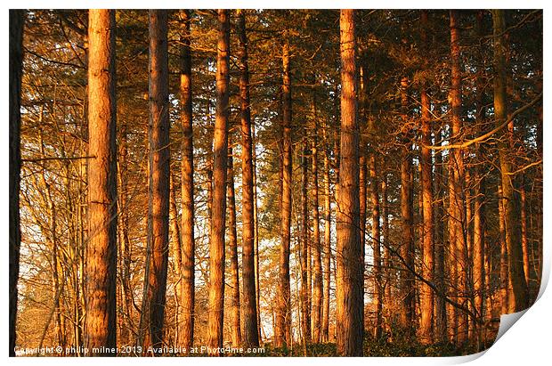 Sunrise Through The Forest Print by philip milner