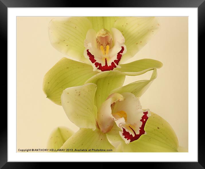 MAGICAL ORCHIDS Framed Mounted Print by Anthony Kellaway