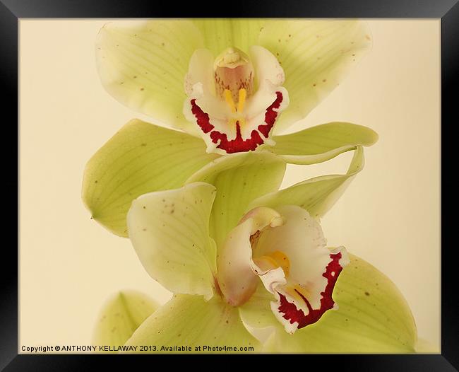 MAGICAL ORCHIDS Framed Print by Anthony Kellaway