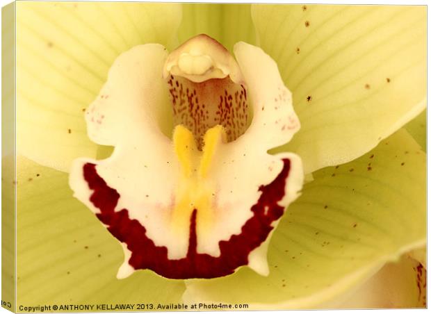 ORCHID MACRO Canvas Print by Anthony Kellaway