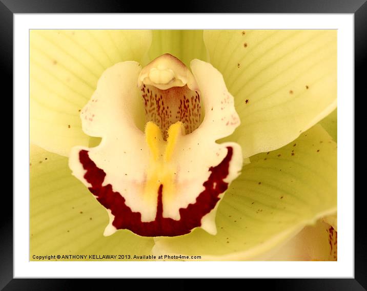 ORCHID MACRO Framed Mounted Print by Anthony Kellaway