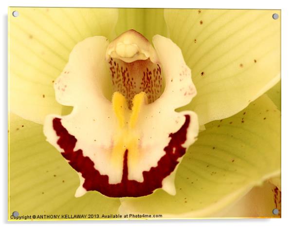 ORCHID MACRO Acrylic by Anthony Kellaway