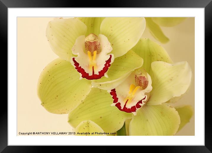LOVELY ORCHIDS Framed Mounted Print by Anthony Kellaway