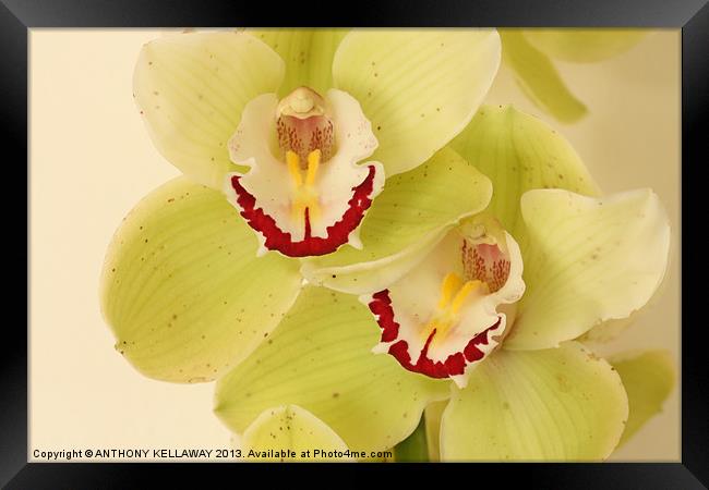 LOVELY ORCHIDS Framed Print by Anthony Kellaway