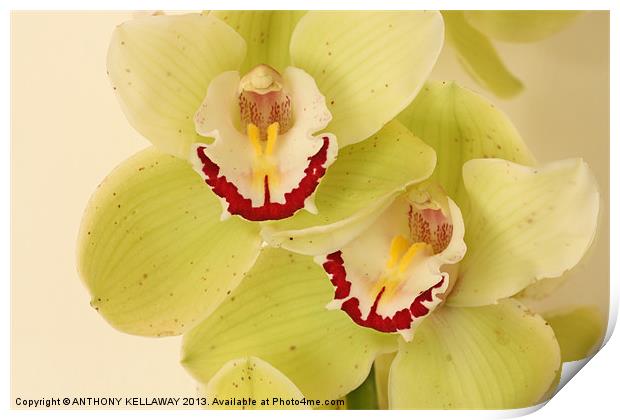 LOVELY ORCHIDS Print by Anthony Kellaway