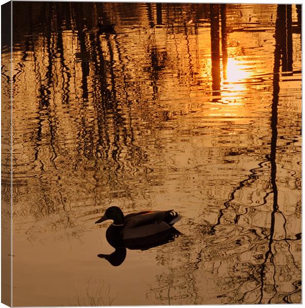 sunset on the lake Canvas Print by sue davies