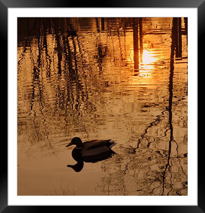 sunset on the lake Framed Mounted Print by sue davies