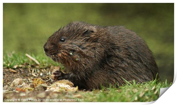 Water Vole (Arvicola amphibius) Print by Dave Burden