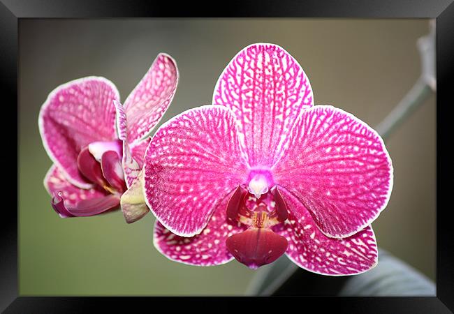 Pink orchid Framed Print by Mark Cake