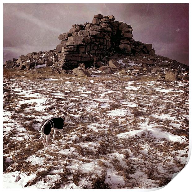 Whippet at Wintry West Mill Tor Print by Jon Short