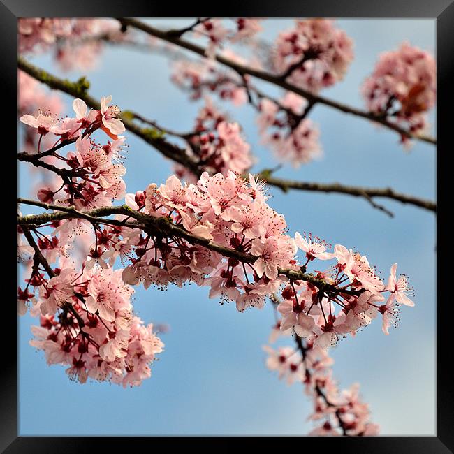 Cherry Blossom Framed Print by Jon Short