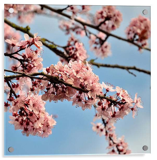 Cherry Blossom Acrylic by Jon Short