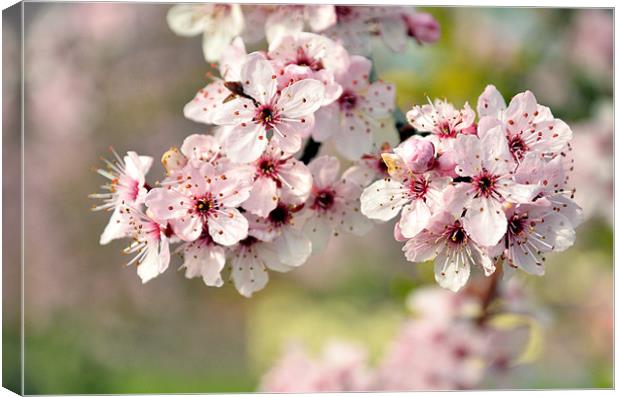Cherry Blossom Canvas Print by Jon Short