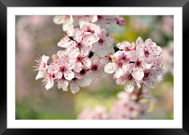 Cherry Blossom Framed Mounted Print by Jon Short