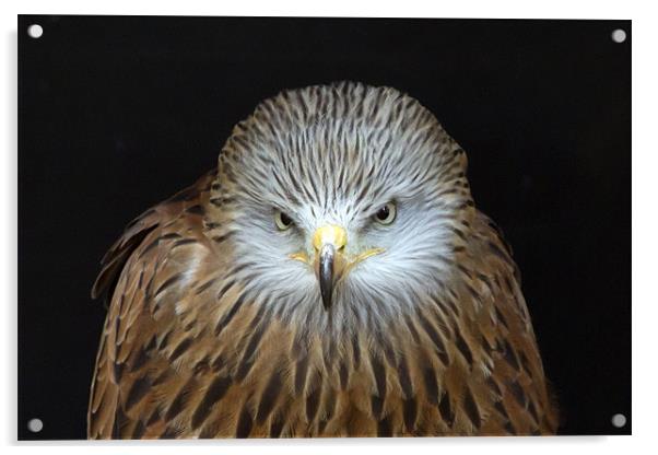 Red Kite Portrait Acrylic by Bill Simpson