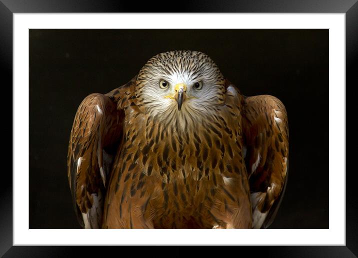 Red Kite Portrait #2 Framed Mounted Print by Bill Simpson