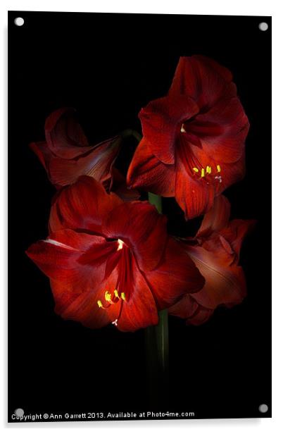 Scarlet Amaryllis Acrylic by Ann Garrett