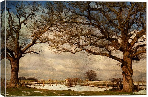 View through the trees Canvas Print by Dawn Cox