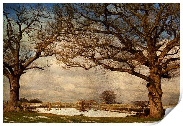 View through the trees Print by Dawn Cox