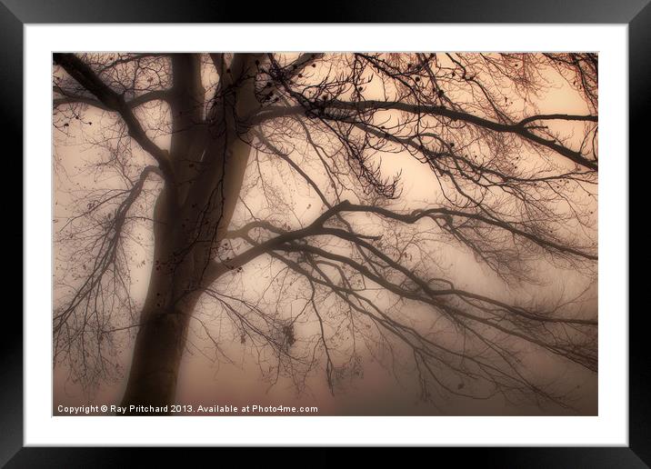 Tree in the Mist Framed Mounted Print by Ray Pritchard
