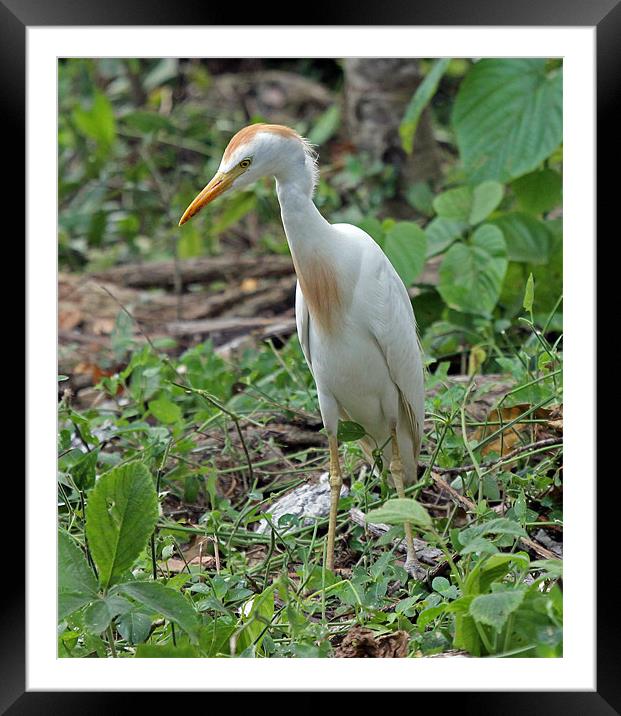 Cattle Egret Framed Mounted Print by Tony Murtagh