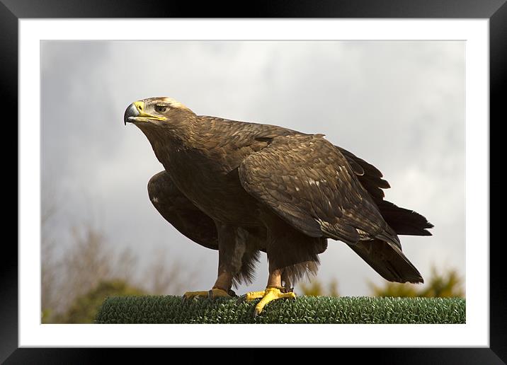 Golden Eagle Framed Mounted Print by Bill Simpson