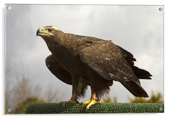Golden Eagle Acrylic by Bill Simpson