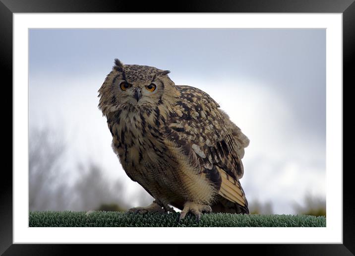 Eagle Owl Framed Mounted Print by Bill Simpson